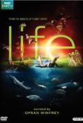 BBC Life 06 - Insects