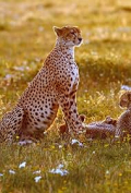 Cheetah: Fatal Instinct