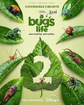 A Real Bug's Life