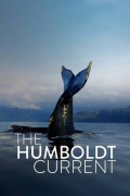 Le Courant marin de Humboldt
