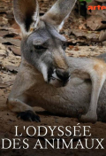 L'odyssée des animaux S01E01